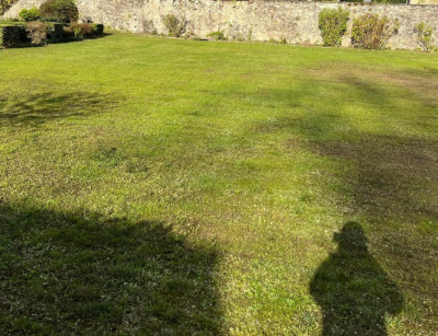 Après scarification de printemps