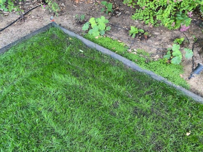 Rénovation à J+30 juste après la tonte (Zoom de la zone sous le châtaigner qui était complètement à nu avant la rénov)