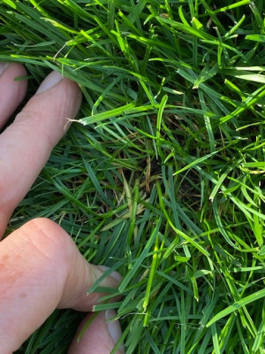 Ici le &quot;Mow saver&quot; (les petit brins tout fin) à du mal à percer