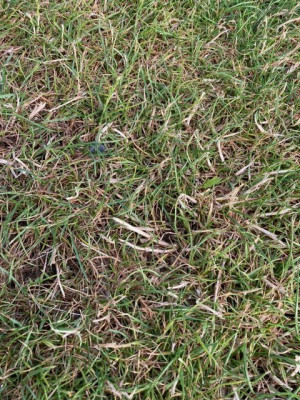 image1.jpeg