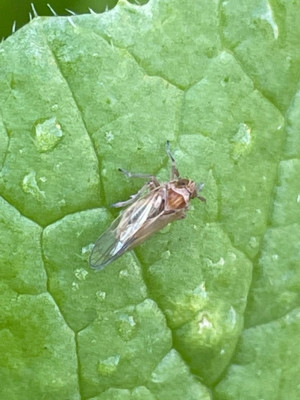 cicadelle gazon.jpg