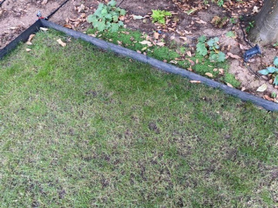 Jardin 2022-08 n°8.jpeg