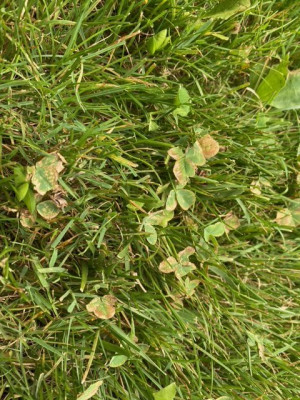 Jardin 2022-08 n°11.jpeg
