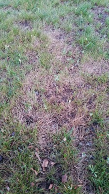 20160627_215042.jpg