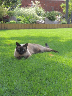 photo gazon avec mon chat lilou.JPG
