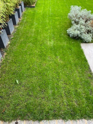 Zone à l'entrée du jardin (pas mal sollicitée)