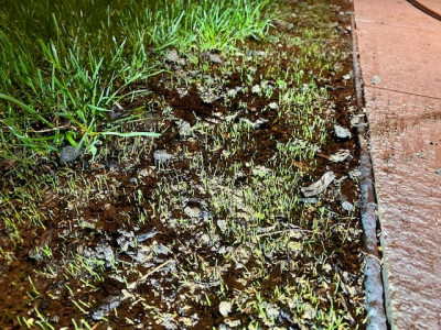 Germination des bordures (à la frontale, c'est ma spécialité)