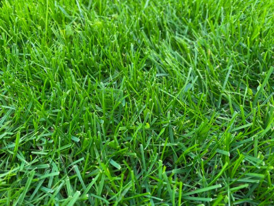 Pas facile de distinguer le Bar Fescue: ce sont les brins ultra mince.