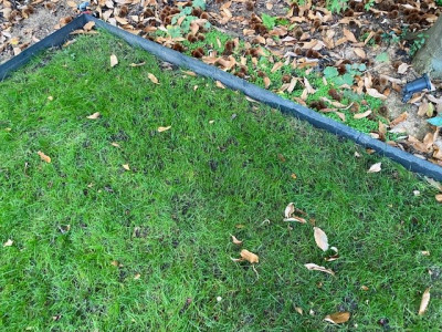Zone sous le châtaigner, close up !  - Rénovation à J+35
