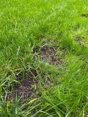 Une zone dépoasié replanté avec un mélange de substrat et de graine pré-germées.