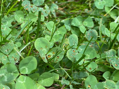 Effet hydrophobe des feuilles du trèfle