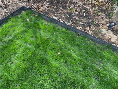 Zone sous le châtaigner début Avril (J+28 après la fertilisation coup de fouet)
