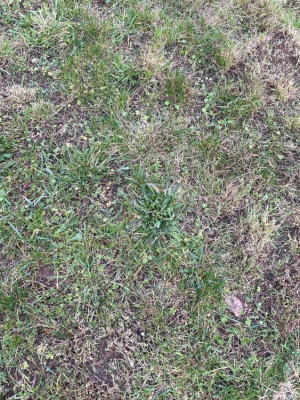 IMG_2687.JPEG
