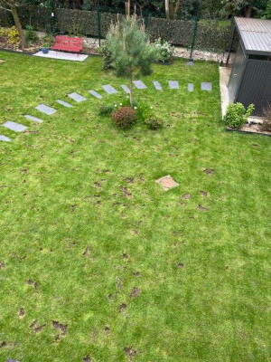 État du terrain après avoir attaqué le poa annua à la binette...