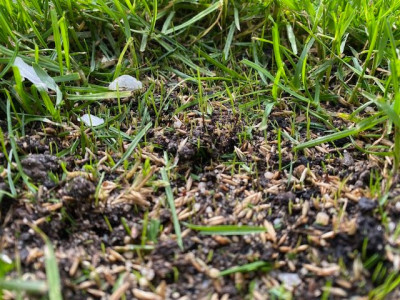 Germination à J+11 dans les zones où les semences ont été mélangées au substrat de regarnissage.
