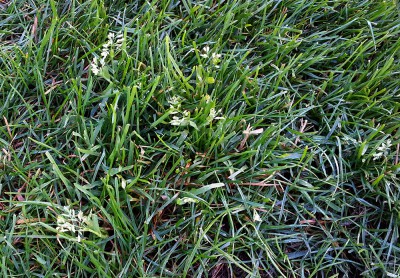 Herbe 1.jpg