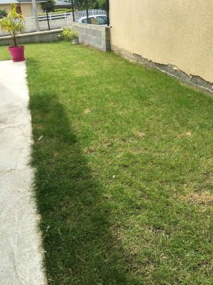 gazon aprés un traitement phytosanitaire3.jpg