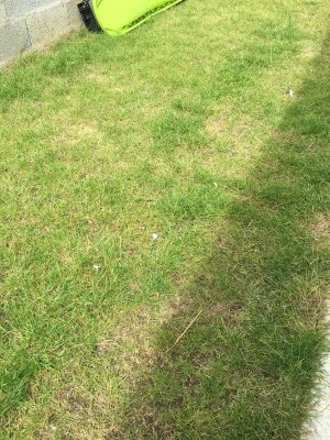 gazon aprés un traitement phytosanitaire4.jpg
