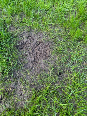 Une zone dévastée par les fourmis !