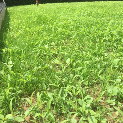 les mausaises herbes de plus pret
