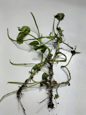 mauvaise herbe.jpg