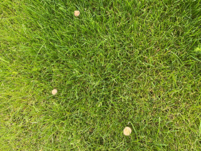 Les champignons