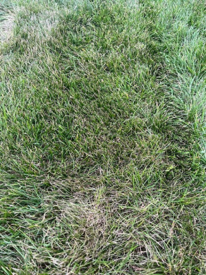 IMG_0271.jpeg