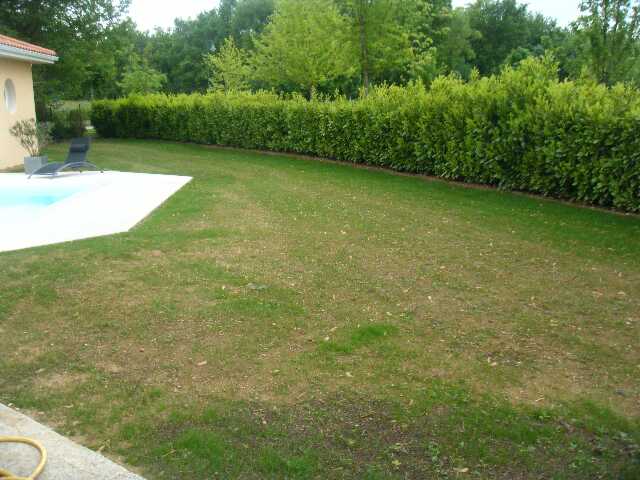 PHOTO GAZON 008_640x480.jpg