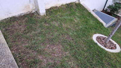 Gazon16fev25-Zoom-Gauche-Mur-Mitoyen2.jpg