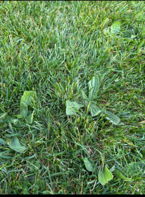 IMG_7079.jpeg