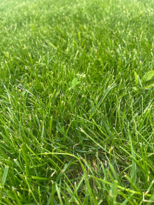 IMG_4084.jpeg