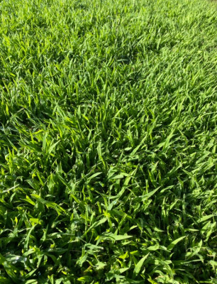 Mauvaise herbes ?