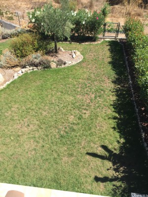 photo gazon 1 .jpg
