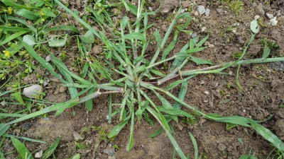 herbe indésirable gazon1.JPG