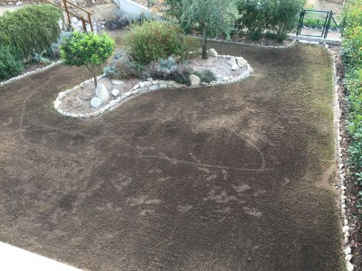 gazon aprés scarification1.jpg