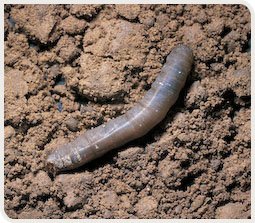 larve-tipule-prairies.jpg