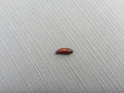 chrysalide de papillon1.jpg