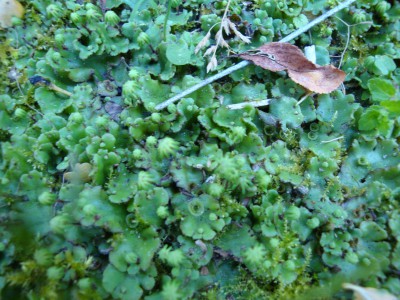 Mousse Marchianta  07 06 2015.JPG
