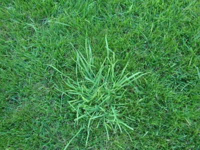 Herbe touffes 07 06 2015  2.JPG