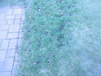 P1011565.JPG