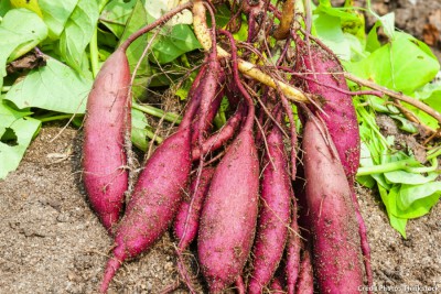 patate douce et delicieuse.jpg