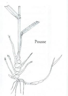 avoine a chapelet détail.jpg