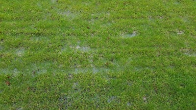 probleme de drainage sur gazon-min.jpg