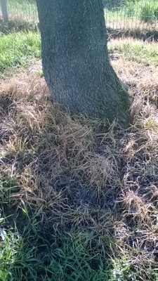 WP_20170309_002.jpg