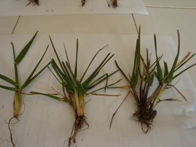 27 06 2015 mauv herbes.JPG