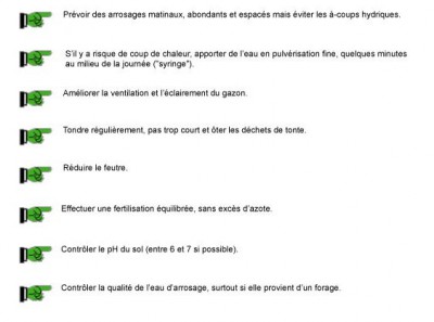 fusariose estivale sur gazon.jpg