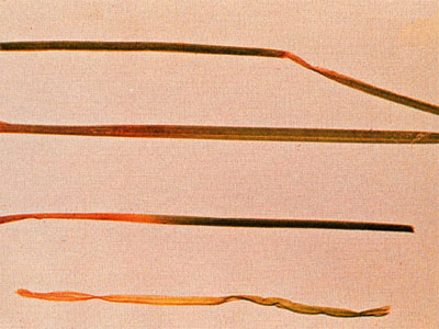 attaque de fusariose sur feuille de gazon.jpg