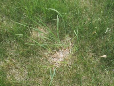IMG_20170528_183102.jpg