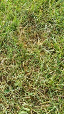 20170528_090529.jpg