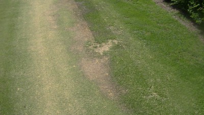 présence de dry patch sur gazon-min.JPG